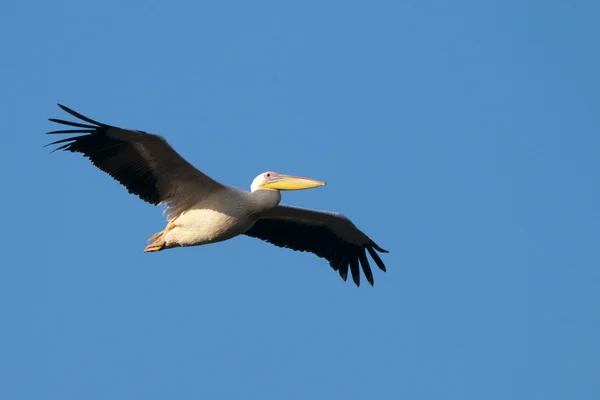 Biały pelikan w locie — Zdjęcie stockowe