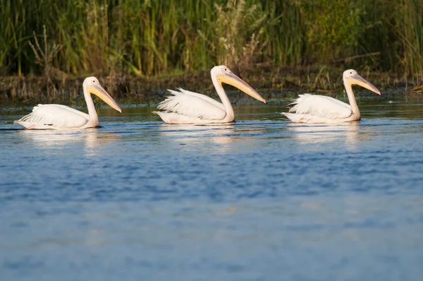Білих пеліканів на воді — стокове фото