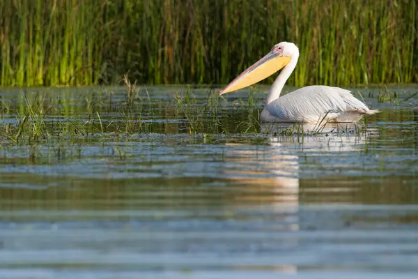 Bílý pelikán v deltě danube — Stock fotografie