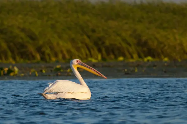 Pellicano bianco nel delta del danubio — Foto Stock