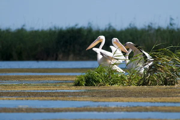 Tuna deltasındaki beyaz pelikan.