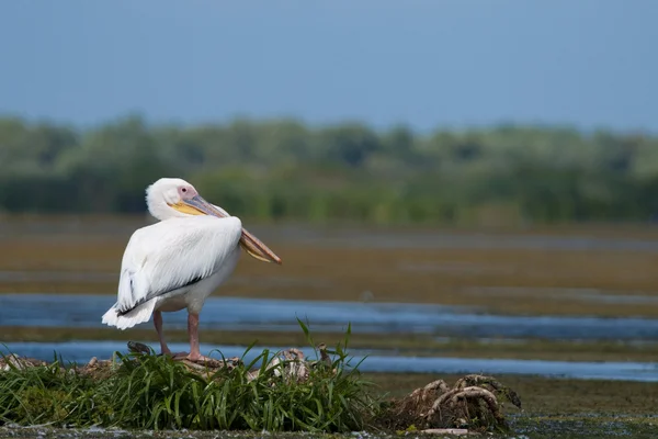 Witte pelikaan rusten — Stockfoto