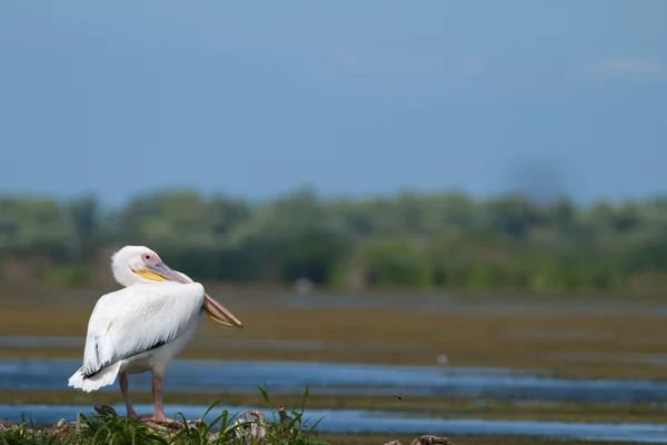 Witte pelikaan rusten — Stockfoto