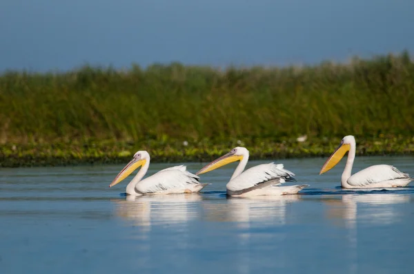Pelicans gregge bianco — Foto Stock