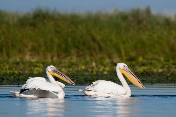 Fehér pelikán a danube deltában — Stock Fotó