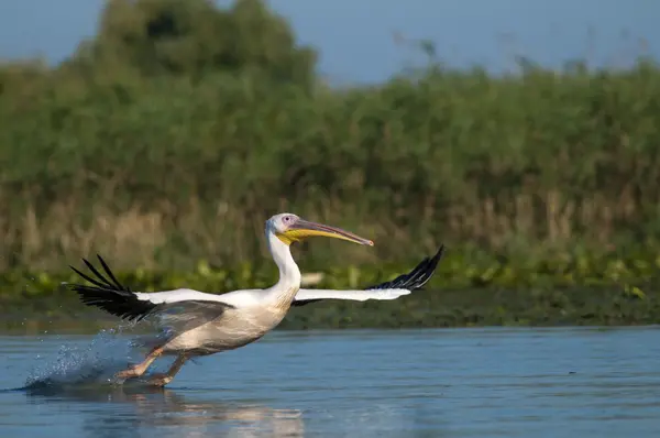 White Pelican Taking off — Stock Photo, Image