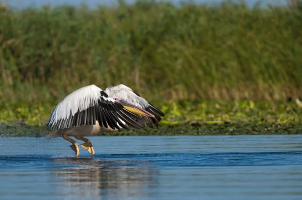 White Pelican Taking off — Stock Photo, Image