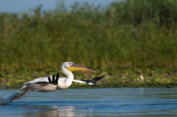 Fehér pelikán a danube deltában — Stock Fotó