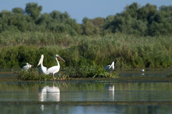 Vit pelikan i danube delta — Stockfoto