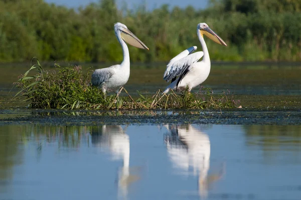 Tuna deltasındaki beyaz pelikan.