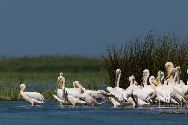 Witte pelikanen kolonie — Stockfoto