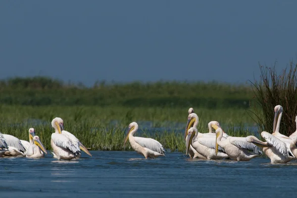 Білих пеліканів колонії — стокове фото