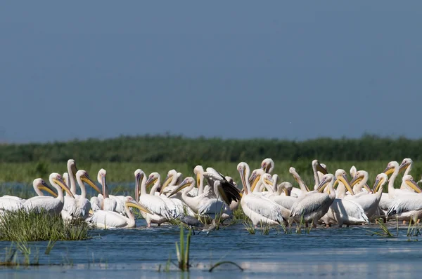 Pelicanos brancos Colônia — Fotografia de Stock