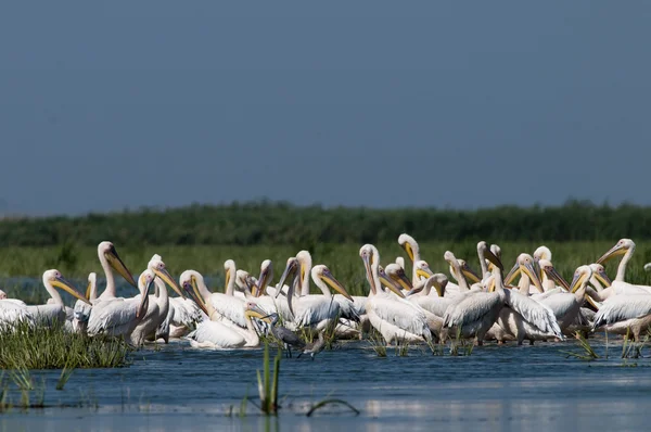 Witte pelikanen kolonie — Stockfoto
