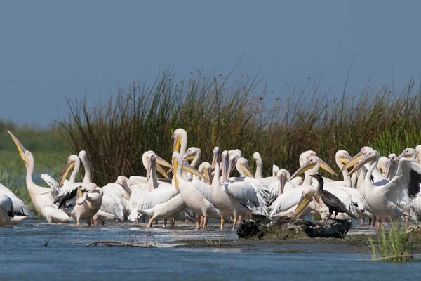 Biały pelikan w delcie Dunaju — Zdjęcie stockowe
