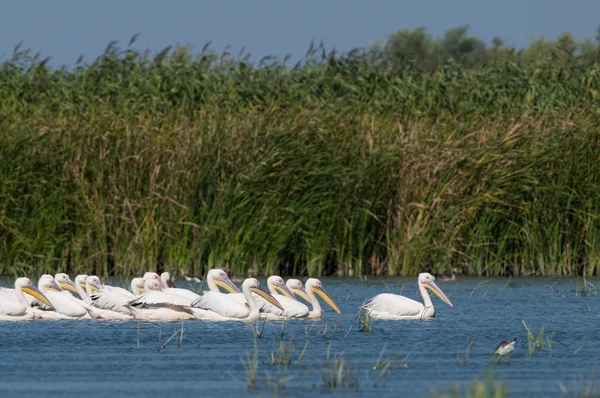 Witte pelikanen kolonie — Stockfoto