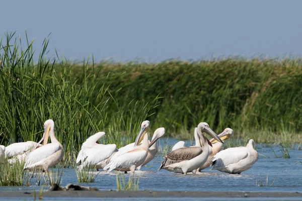 Beyaz Pelikan kolonisi