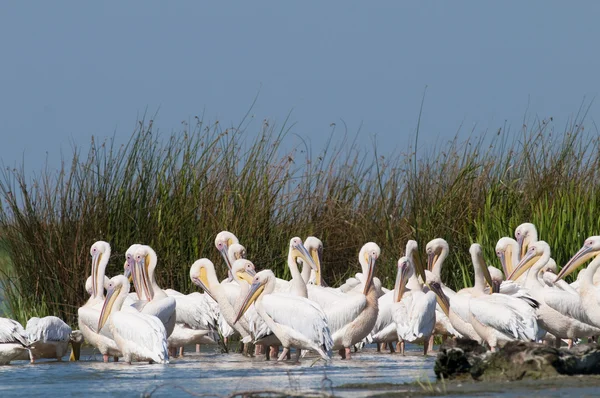 Fehér pelikán a danube deltában — Stock Fotó