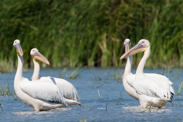 Tuna deltasındaki beyaz pelikan.