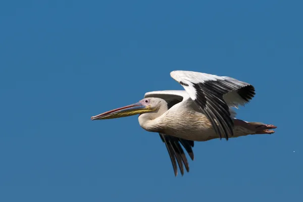 Pelícano blanco en el delta del Danubio — Foto de Stock