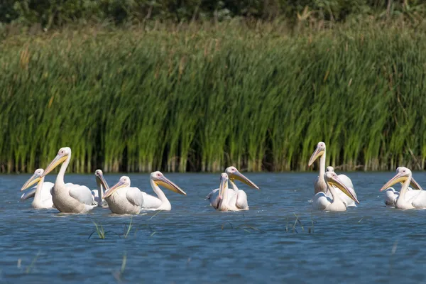 Pelikane schwärmen aus — Stockfoto
