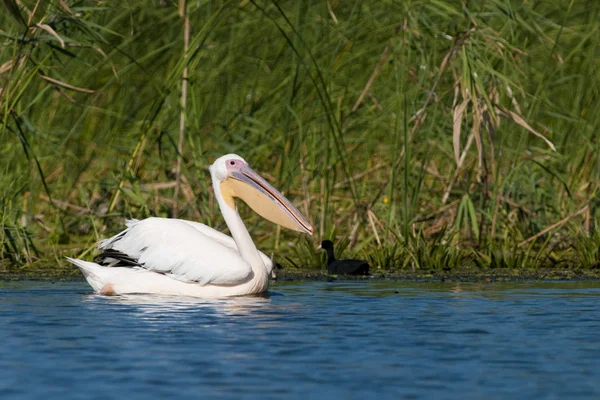 白ペリカン(Pelecanus onocrotalus)) — ストック写真