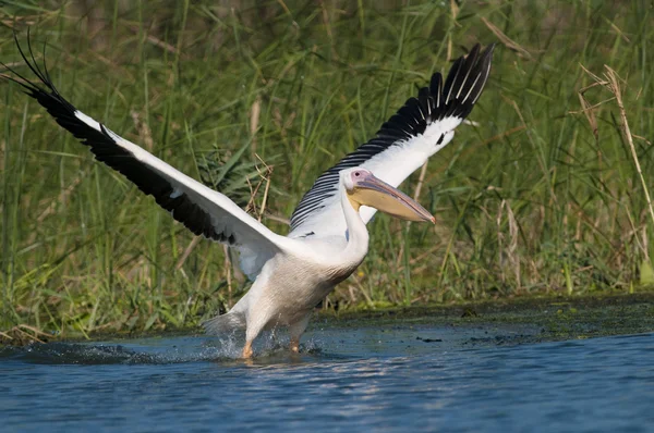 White Pelican (Pelecanus onocrotalus) — Stock Photo, Image