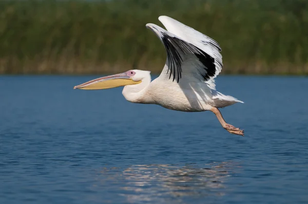 Pellicano bianco (Pelecanus onocrotalus ) — Foto Stock