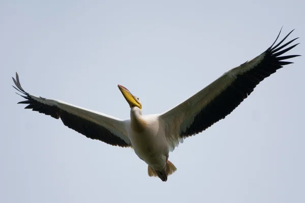 Pellicano bianco nel delta del danubio — Foto Stock