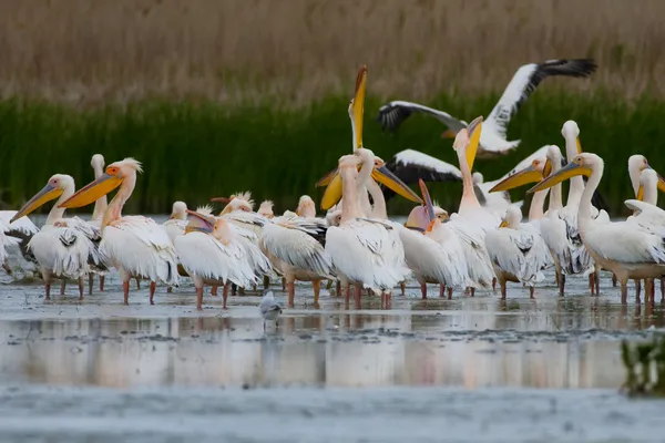 Witte pelikaan in danube delta — Stockfoto