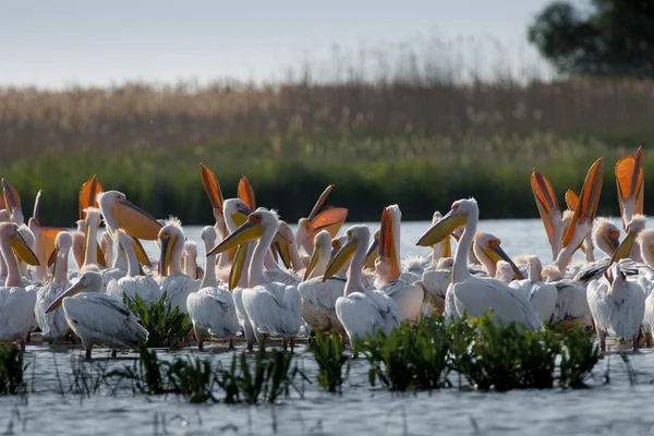 Tuna deltasındaki beyaz pelikan.