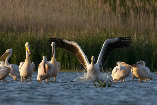Tuna deltasındaki beyaz pelikan.