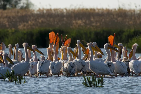 Tuna deltasındaki beyaz pelikan.