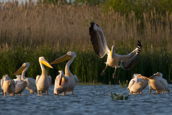 Fehér pelikán a danube deltában — Stock Fotó