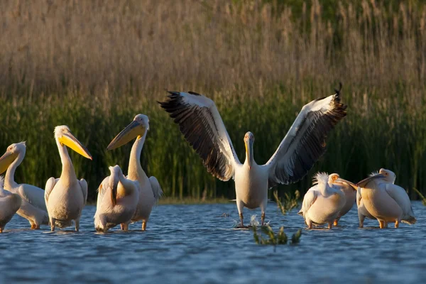 Pellicano bianco nel delta del danubio — Foto Stock