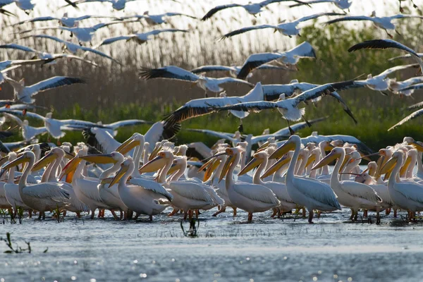 Pelícano blanco en el delta del Danubio —  Fotos de Stock