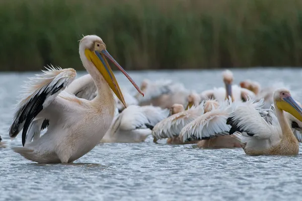 Tuna deltasındaki beyaz pelikan.