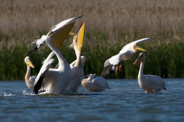 Bílý pelikán v deltě danube — Stock fotografie