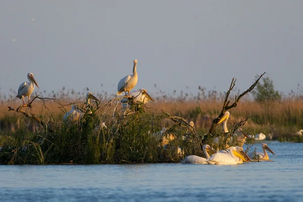 Tuna deltasındaki beyaz pelikan.