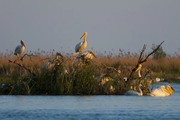 Witte pelikaan in danube delta — Stockfoto