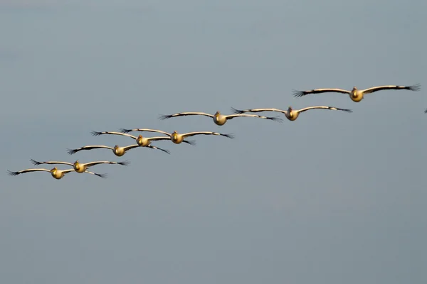 White Pelican in Danube Delta — Stock Photo, Image