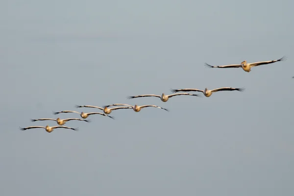 White Pelican in Danube Delta — Stock Photo, Image