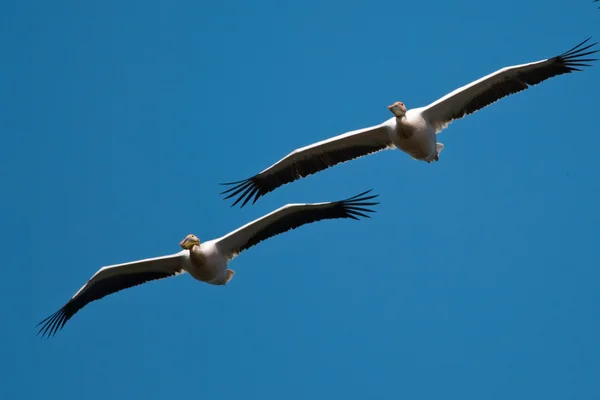 Pelikan im Donaudelta — Stockfoto