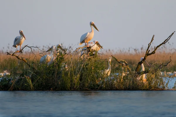 Tuna deltasındaki beyaz pelikan.