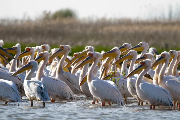 Tuna deltasındaki beyaz pelikan. — Stok fotoğraf