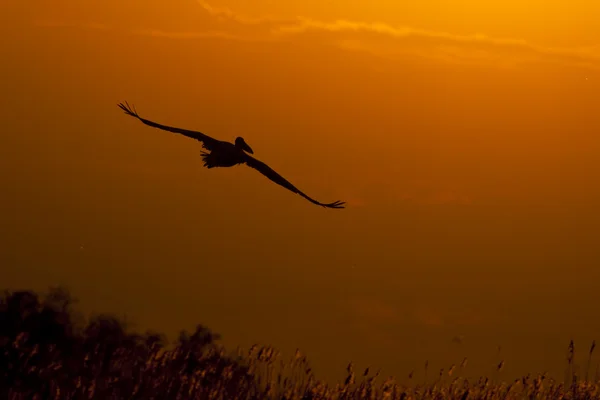 Pélican blanc dans le delta du Danube — Photo