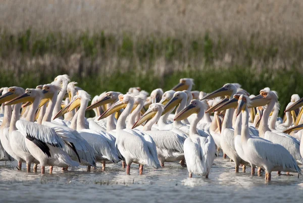 Witte pelikaan in danube delta — Stockfoto