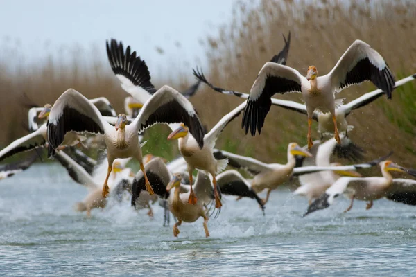 Pelícano blanco en el delta del Danubio — Foto de Stock