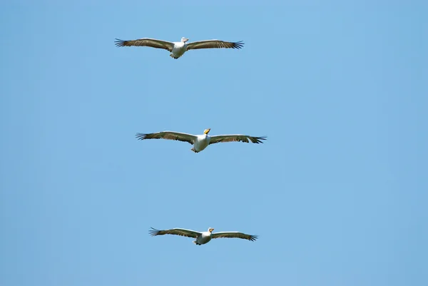 White Pelican in Danube Delta — Stock Photo, Image