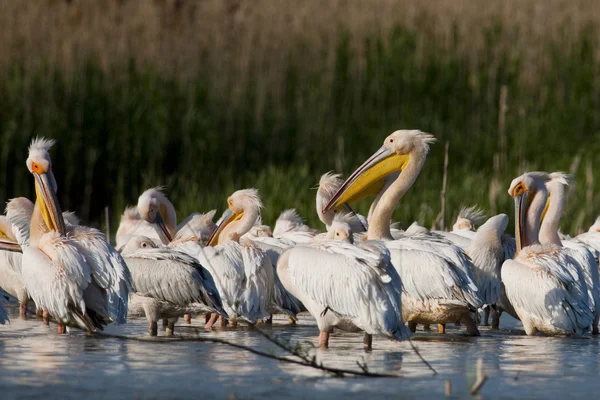 Fehér pelikán a danube deltában — Stock Fotó